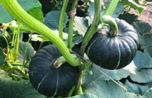 网红小千禧吃瓜是真的吗,真相揭秘