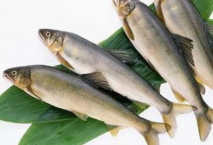 新闻爆料海鱼视频播放,揭秘海洋生物的神秘世界 第1张 新闻爆料海鱼视频播放,揭秘海洋生物的神秘世界 第1张