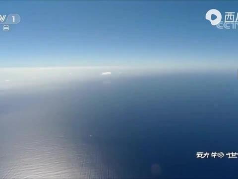 海洋最新爆料新闻,最新海洋发现揭示神秘生物世界